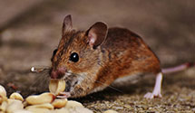24 Hour & Emergency Exterminators in Berthold, ND